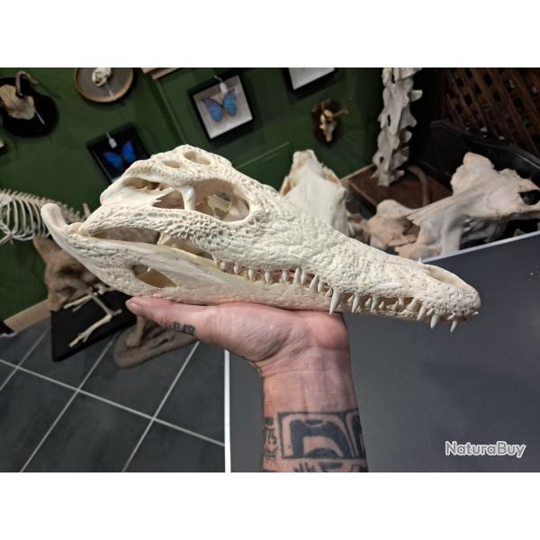 Vrai cr�ne de crocodile du Nil ; 31 cm ; Crocodylus niloticus #2109(2)