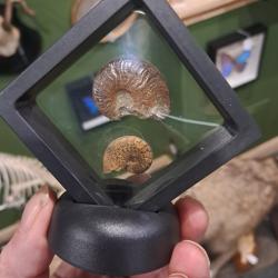 Cadre Ammonite #0709(2)