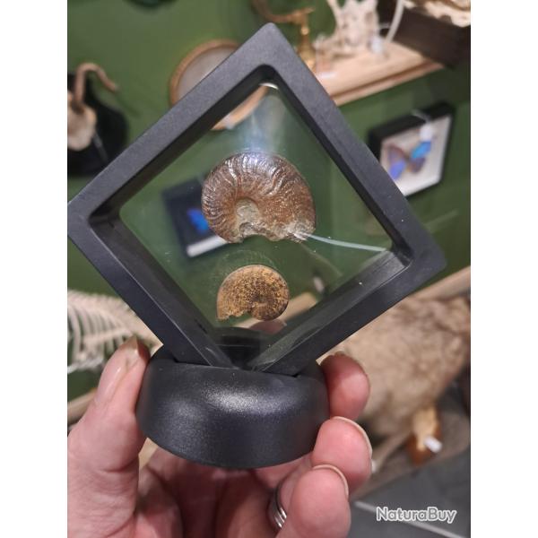 Cadre Ammonite #0709(2)