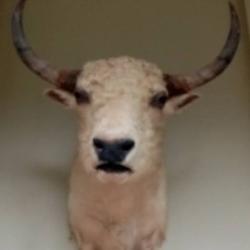 troph&eacute;e t&ecirc;te en cape blanche yack blanc du tibet origine usa taxidermie grandes cornes taureau
