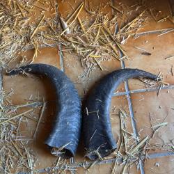 Paires de cornes