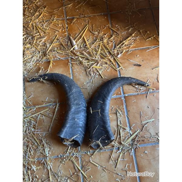Paires de cornes