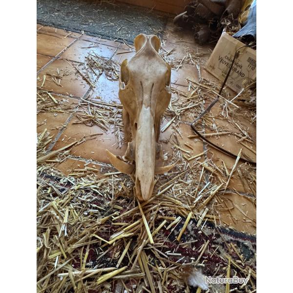 Cr�ne de sanglier
