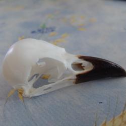 crane de corbeau (corneille noire)v&eacute;ritable et non une copie en r&eacute;sine N&deg;4