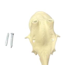 Faux cr&acirc;nes artificiels pour troph&eacute;es de chevreuil diam 15mm