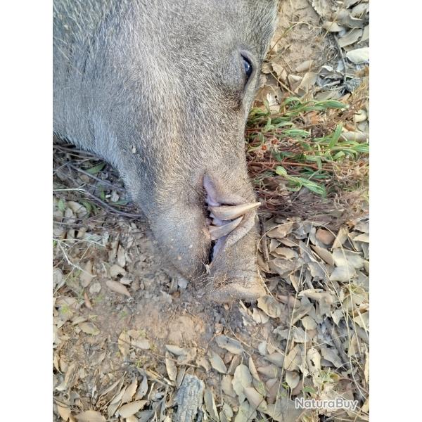 Chasse a la journ�e