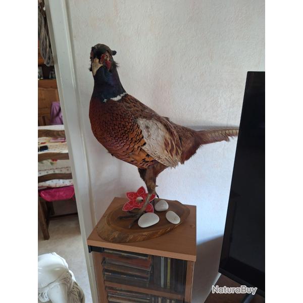 FAISAN NATURALIS�