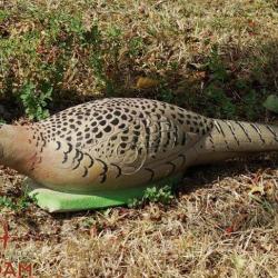 NATURFOAM - POULE FAISANE