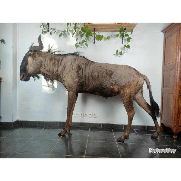 Gnou bleu naturalis�