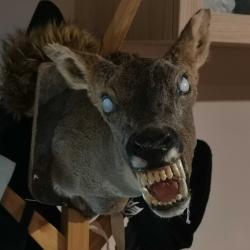 Chevrette carnivore