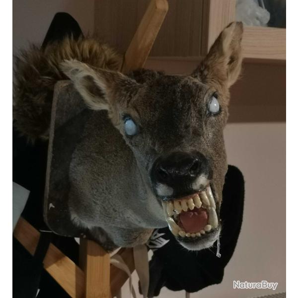 Chevrette carnivore