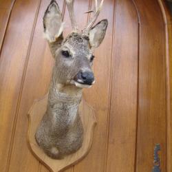 t&egrave;te de chevreuil naturalis&eacute; par un professionnel de la taxidermie (n&deg;1)