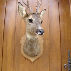 t&egrave;te de chevreuil naturalis&eacute; par un professionnel de la taxidermie (n&deg;2)