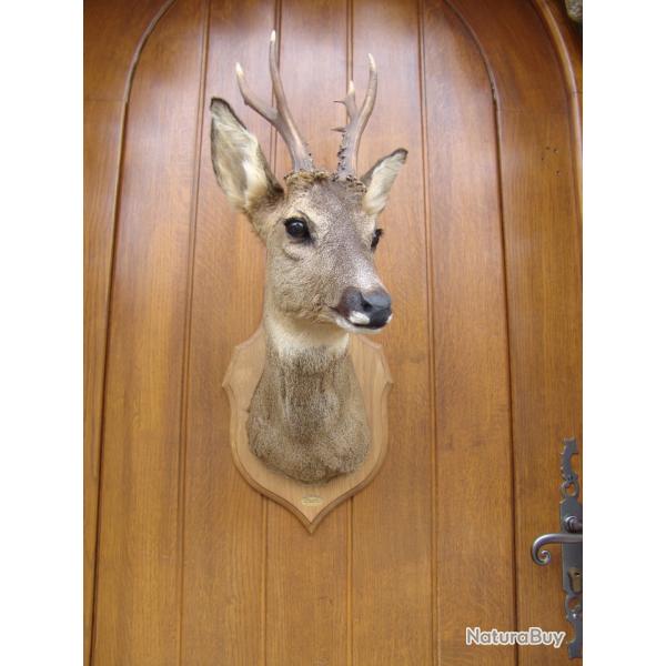 t�te de chevreuil naturalis� par un professionnel de la taxidermie (n�2)