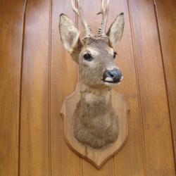 t&egrave;te de chevreuil naturalis&eacute; par un professionnel de la taxidermie (n&deg;3)
