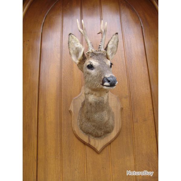 t�te de chevreuil naturalis� par un professionnel de la taxidermie (n�3)