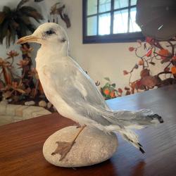 Mouette naturalis&eacute;e