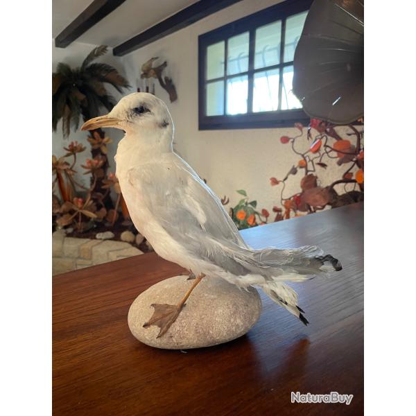 Mouette naturalis�e
