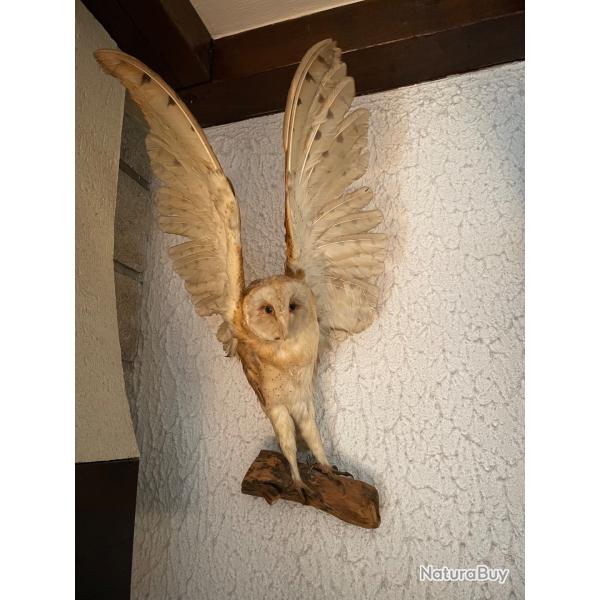 Chouette naturalis�e sur socle