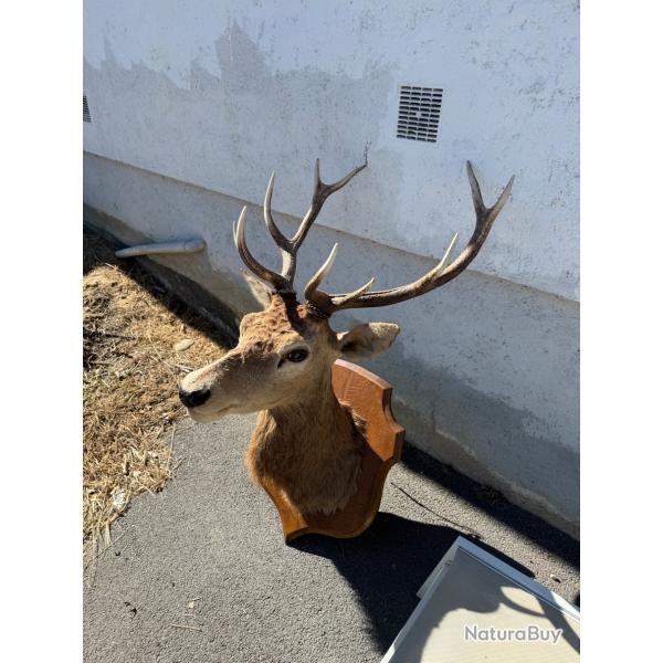 Troph�e de cerf