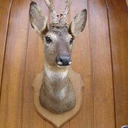t&egrave;te de chevreuil naturalis&eacute; par un professionnel de la taxidermie (n&deg;4)