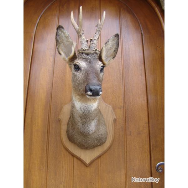 t�te de chevreuil naturalis� par un professionnel de la taxidermie (n�4)