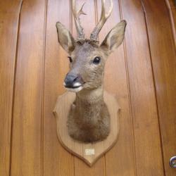 t&egrave;te de chevreuil naturalis&eacute; par un professionnel de la taxidermie (n&deg;5)