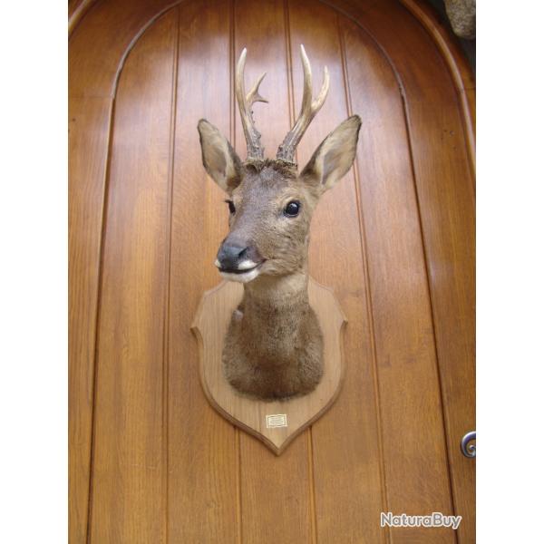 t�te de chevreuil naturalis� par un professionnel de la taxidermie (n�5)