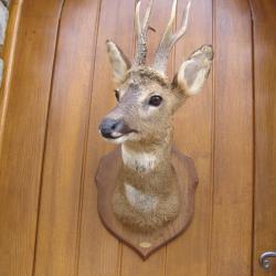 t&egrave;te de chevreuil naturalis&eacute; par un professionnel de la taxidermie (n&deg;6)