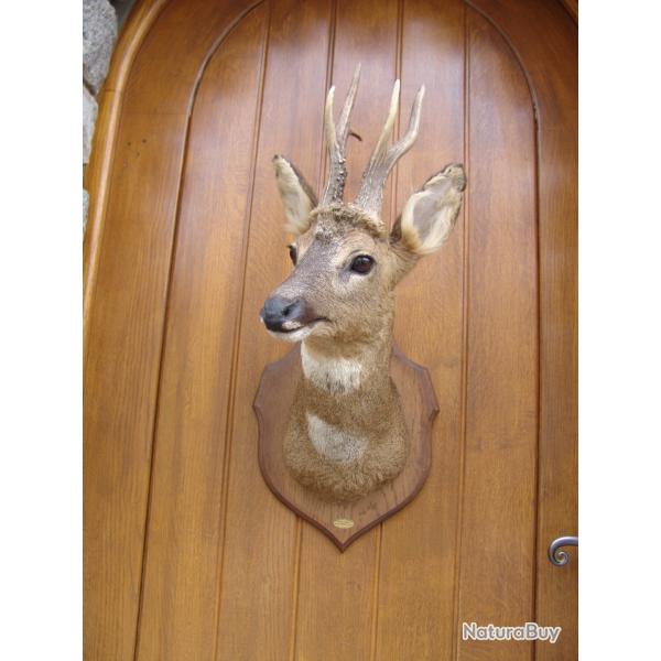 t�te de chevreuil naturalis� par un professionnel de la taxidermie (n�6)