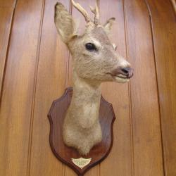 t&egrave;te de chevreuil naturalis&eacute; par un professionnel de la taxidermie (n&deg;7)