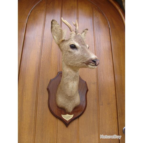 t�te de chevreuil naturalis� par un professionnel de la taxidermie (n�7)