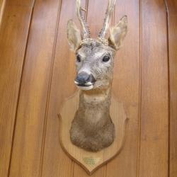t&egrave;te de chevreuil naturalis&eacute; par un professionnel de la taxidermie (n&deg;8)