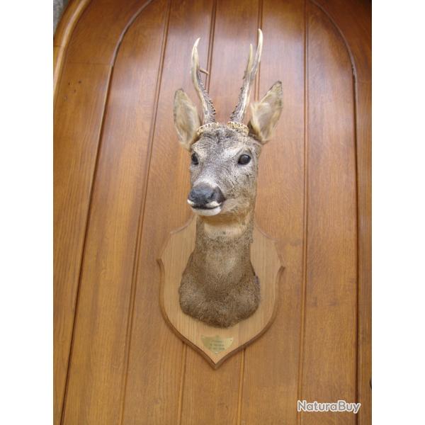 t�te de chevreuil naturalis� par un professionnel de la taxidermie (n�8)