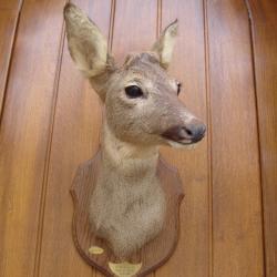 t&egrave;te de chevreuil naturalis&eacute; par un professionnel de la taxidermie (n&deg;9)