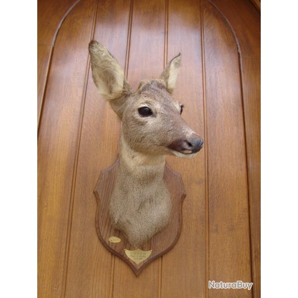t�te de chevreuil naturalis� par un professionnel de la taxidermie (n�9)