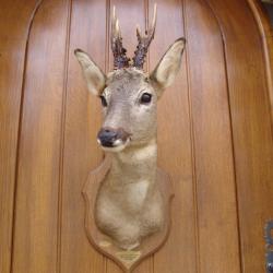 t&egrave;te de chevreuil naturalis&eacute; par un professionnel de la taxidermie (n&deg;10)