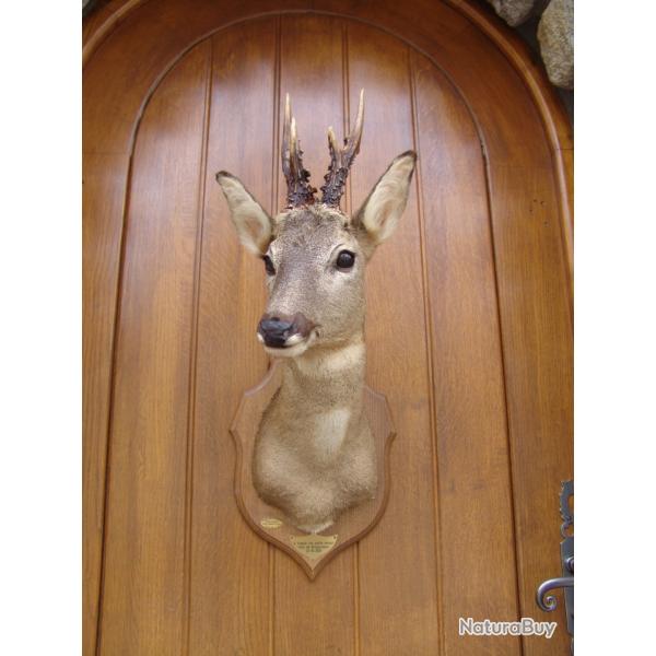 t�te de chevreuil naturalis� par un professionnel de la taxidermie (n�10)