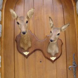 Duo de t&egrave;te de chevreuil naturalis&eacute; par un professionnel de la taxidermie (n&deg;11)