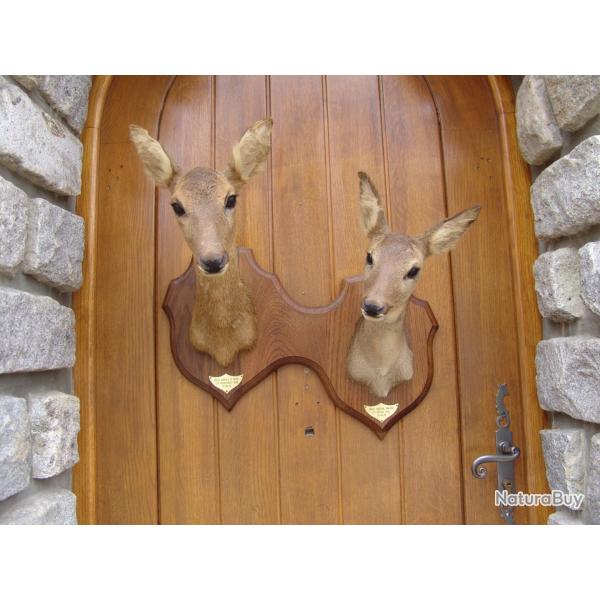Duo de t�te de chevreuil naturalis� par un professionnel de la taxidermie (n�11)