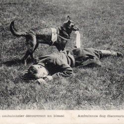 Carte Postale Ancienne - Chien Ambulancier 1914 -N&deg;8769