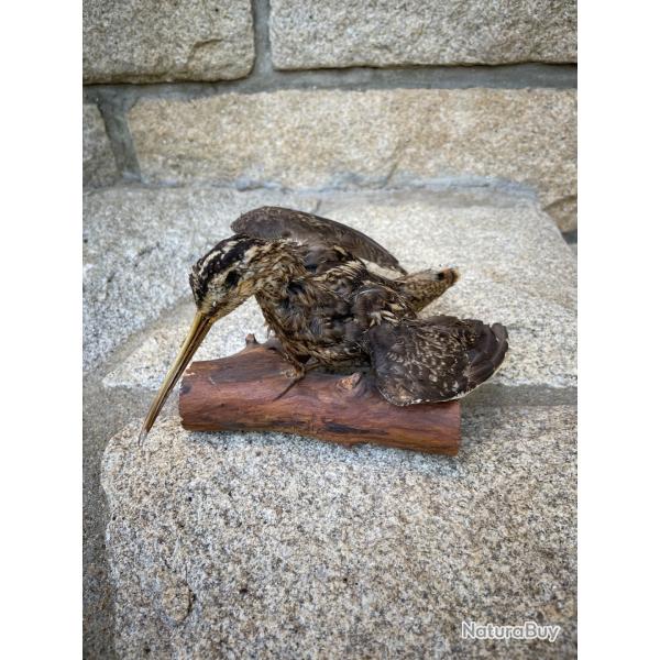 B�cassine des marais