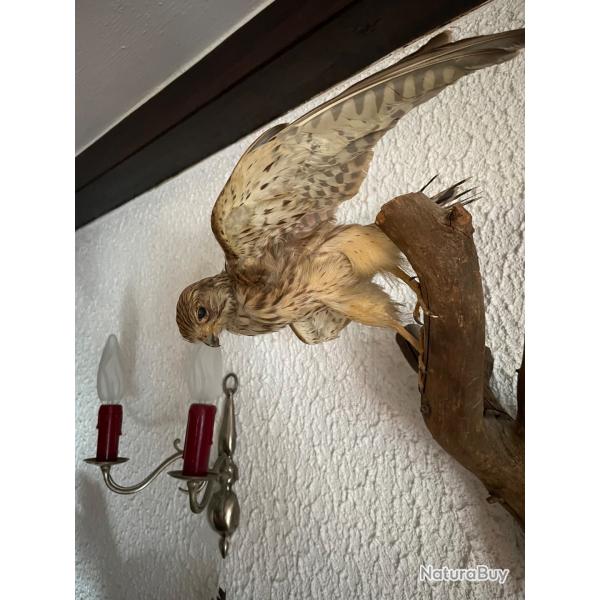 Faucon cr�cerelle naturalis�
