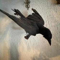 Corbeau naturalis&eacute;