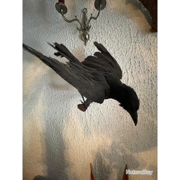 Corbeau naturalis�