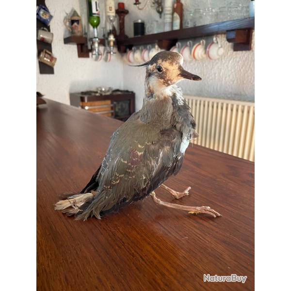 Vanneau hupp� naturalis�