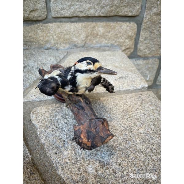 Pic �peiche naturalis�