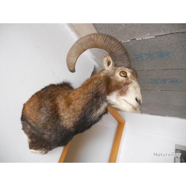 Troph�e bouquetin  naturalis�, bon �tat g�n�ral, quelques d�fauts par endroits, voir photos