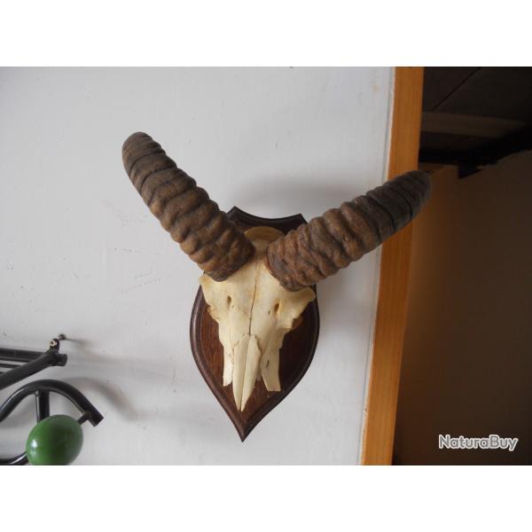 Troph�e bouquetin  naturalis�, bon �tat g�n�ral, voir photos