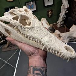 Vrai cr&acirc;ne de crocodile du Nil ; 33 cm ; Crocodylus niloticus #2109(3)
